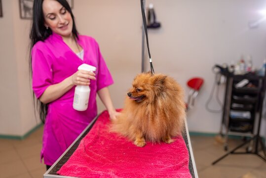 Groomer using spray on a fluffy pomeranian spitz