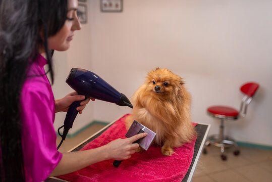Drying and brushing a small fluffy dog at the salon
