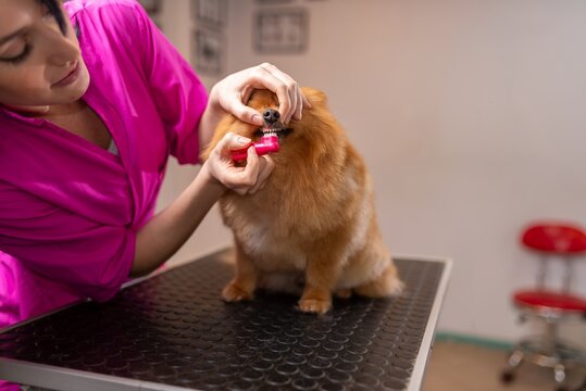 Professional teeth brushing for a small pomeranian dog