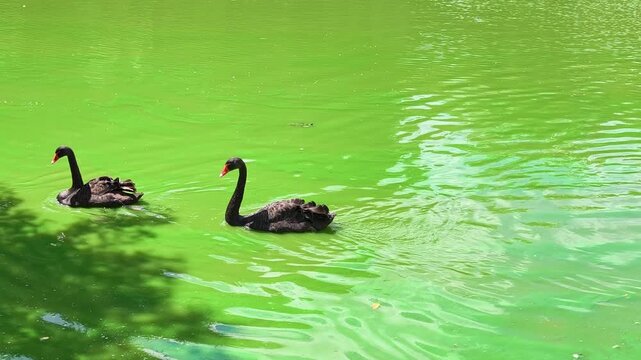 Two black swans swim in green water with reflections on a sunny day