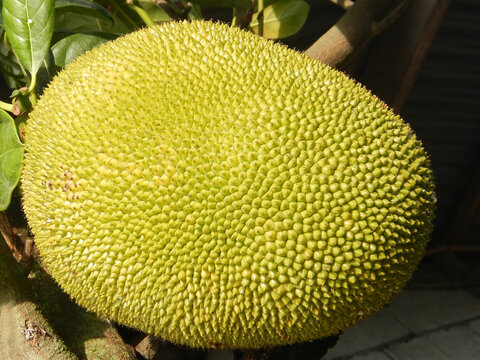 jackfruit or Artocarpus heterophyllus plant with fruits image.
