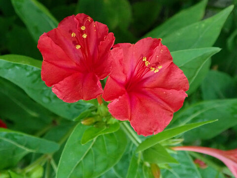 Mirabilis jalapa or Marvel of Peru plant with flower and buds image.