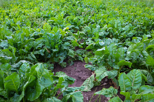 Dense rows of lush green sugar beets cover the fertile soil in a farm field. Large, textured leaves reach towards the sun, promising a bountiful harvest. 