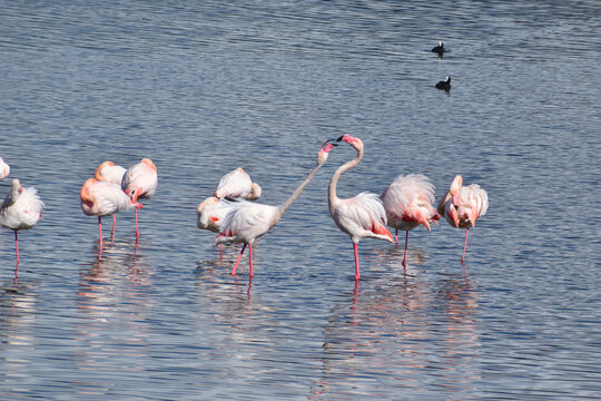 fenicotteri rosa stagno a mare stormo