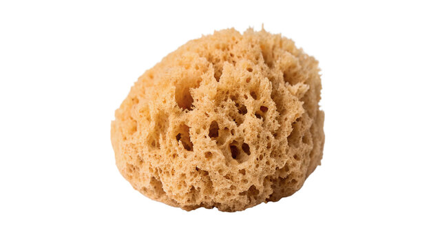 Natural porous yellow sea sponge for bath and body isolated on transparent background