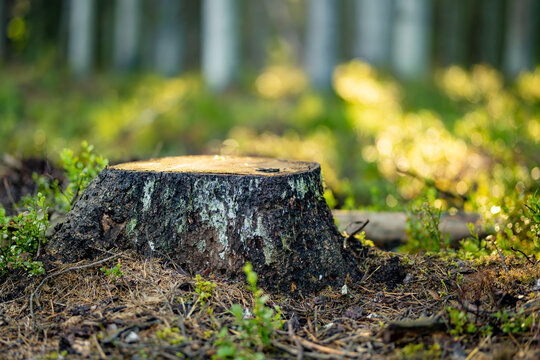 Freshly cut tree stump on the forest floor surrounded by green vegetation. Deforestation and logging threaten woodland ecosystems and natural habitats.