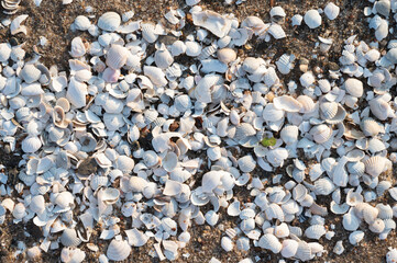 muszle na plaży © marsad