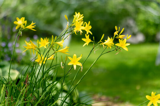 Bright yellow daylily flowers bloom on slender stems in a lush summer garden. Hemerocallis blossoms stand against a soft green background with selective focus.