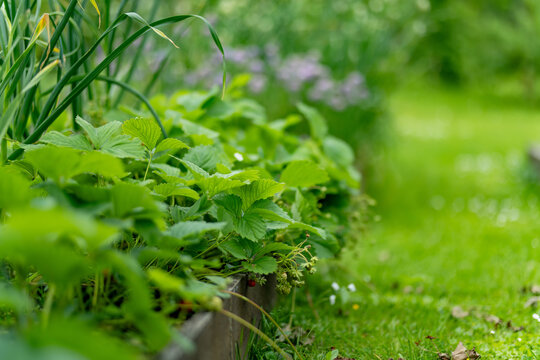 Strawberry plants grow densely in a raised garden bed with green leaves and ripening berries in summer. Homegrown fruit crop represents organic gardening, healthy food and seasonal harvest.
