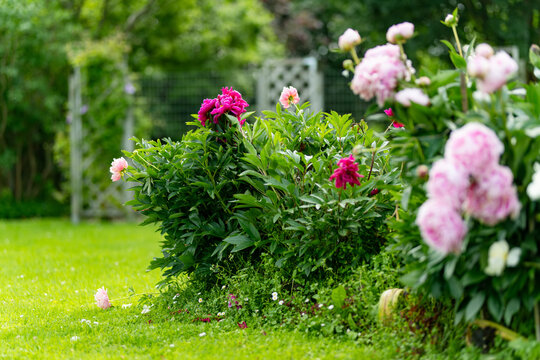 Vibrant pink peony flowers bloom abundantly in a lush summer garden. Large double Paeonia blossoms bend over green foliage and grass in a colorful flower bed.