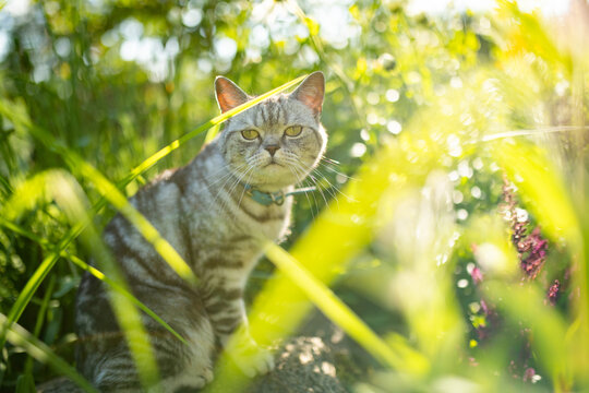 Silver tabby British Shorthair cat resting among lush green plants in a sunny garden. Beautiful domestic pet enjoying nature and outdoor life.