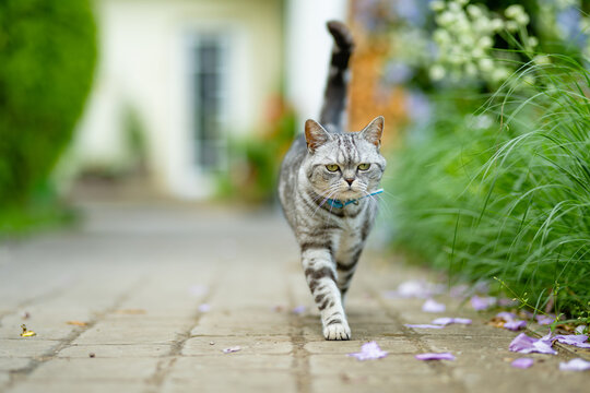 Silver tabby British Shorthair cat resting among lush green plants in a sunny garden. Beautiful domestic pet enjoying nature and outdoor life.