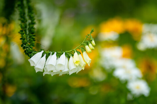 White foxglove flowers arch gracefully in a colorful summer garden. Digitalis blooms among yellow and white perennial flowers with soft natural background.
