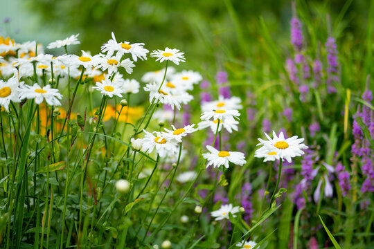 Colorful summer flower garden with white Shasta daisies, purple loosestrife and yellow rudbeckia. Mixed perennial flowers bloom together in a lush ornamental garden bed.