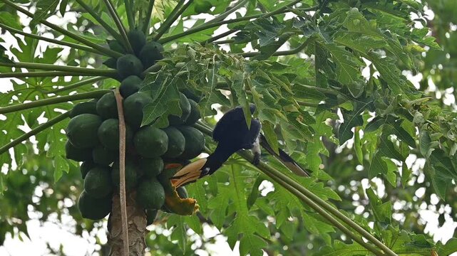 Oriental pied hornbill (Anthracoceros albirostris) in thai island of Koh Poda, Krabi, Thailand
