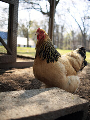 Close up image of a free range chicken on a farm in a field and in the chicken coop. © David