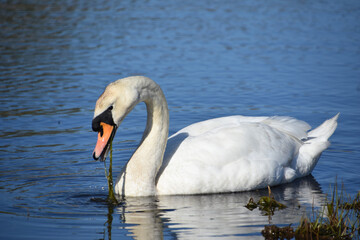 Fototapeta premium Elegant Swan Paddling Through Lake with Water Plants
