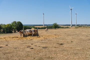 Cattle on dry pasture during summer drought in Germany © CC-IMAGES