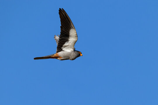 adult male Amur falcon (Falco amurensis) with full goiter in flight, found in Choibalsan in Dornod Aimag in Mongolia