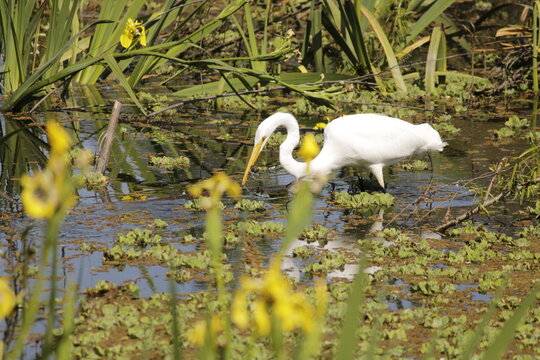 Garza blanca pescando entre vegetaci&oacute;n