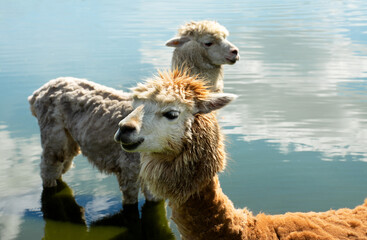 Naklejka premium Two cute alpacas standing in the lake water on a sunny day. Portrait of fluffy camelids cooling down in a river or pond. Selective focus, animal wildlife