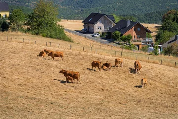 Cattle on dry pasture during summer drought in Germany © CC-IMAGES