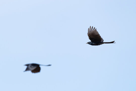 two black drongo (Dicrurus macrocercus) in flight, found in Choibalsan in Dornod Aimag in Mongolia