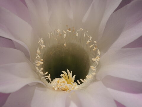 Cactus flower isolated and zoom