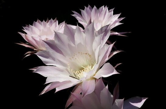 Cactus flower isolated and zoom