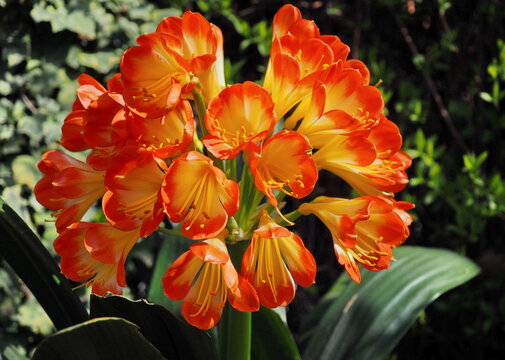 Plant of Clivies in the garden