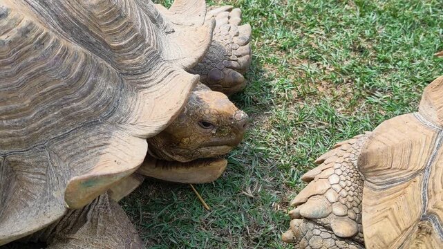 Tortoises move slowly on grass in a garden setting during a sunny afternoon