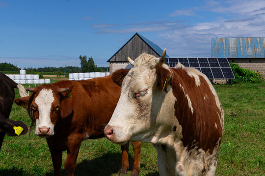 Two brown and white cows standing in a green pasture near a rural farmhouse, livestock animals in a countryside setting