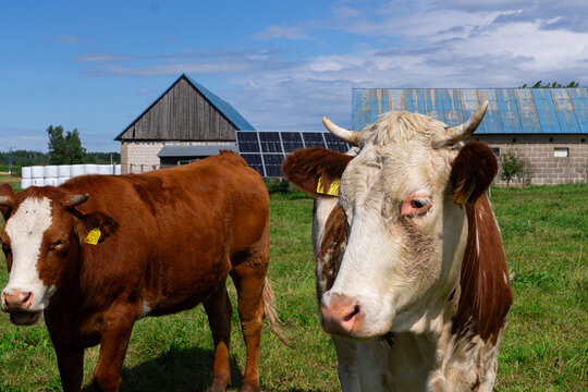 Two brown and white cows standing in a green pasture near a rural farmhouse, livestock animals in a countryside setting	