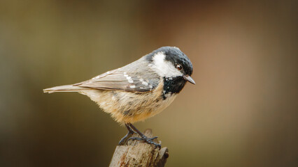 Coal Tits Perched on Weathered Woodland Branches at Hauxley Nature Reserve in Northumberland, Captured in Detailed Wildlife Photography. © Neil_Benison_Photos