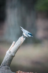 Coal Tits Perched on Weathered Woodland Branches at Hauxley Nature Reserve in Northumberland, Captured in Detailed Wildlife Photography. © Neil_Benison_Photos