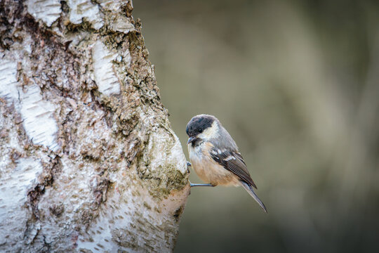 Coal Tits Perched on Weathered Woodland Branches at Hauxley Nature Reserve in Northumberland, Captured in Detailed Wildlife Photography.