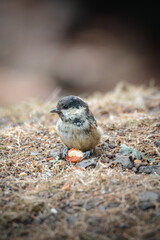 Coal Tits Perched on Weathered Woodland Branches at Hauxley Nature Reserve in Northumberland, Captured in Detailed Wildlife Photography. © Neil_Benison_Photos