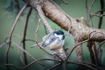 Coal Tits Perched on Weathered Woodland Branches at Hauxley Nature Reserve in Northumberland, Captured in Detailed Wildlife Photography. © Neil_Benison_Photos
