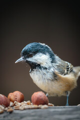 Coal Tits Perched on Weathered Woodland Branches at Hauxley Nature Reserve in Northumberland, Captured in Detailed Wildlife Photography. © Neil_Benison_Photos