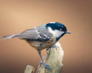 Coal Tits Perched on Weathered Woodland Branches at Hauxley Nature Reserve in Northumberland, Captured in Detailed Wildlife Photography. © Neil_Benison_Photos