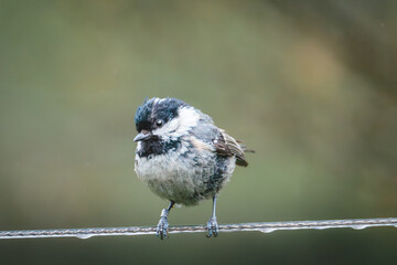 Coal Tits Perched on Weathered Woodland Branches at Hauxley Nature Reserve in Northumberland, Captured in Detailed Wildlife Photography. © Neil_Benison_Photos