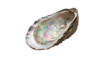 Fototapeta premium Polished inner texture of an ocean abalone shell isolated on transparent background