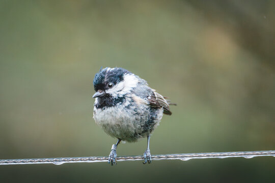 Coal Tits Perched on Weathered Woodland Branches at Hauxley Nature Reserve in Northumberland, Captured in Detailed Wildlife Photography.
