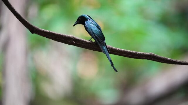 Bronzed drongo bird on branch
