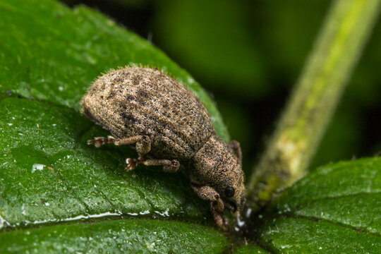 Macro close-up of brown weevil Curculionidae on wet green leaf with droplets