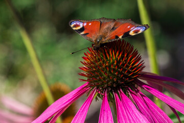 Peacock butterfly Aglais io on purple coneflower Echinacea purpurea macro shot © AlMacro