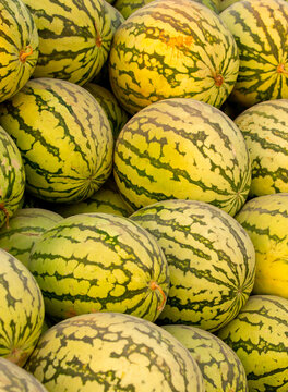 Juicy Asian watermelons. A large pile of ripe watermelons lies in a field in the sunset light. A close-up of many watermelons.