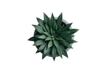 Fototapeta premium Dense green potted plant viewed from above