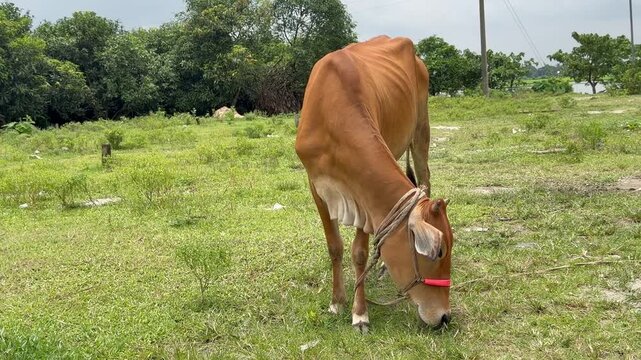A red cow eats grass in a rural field in Bangladesh.