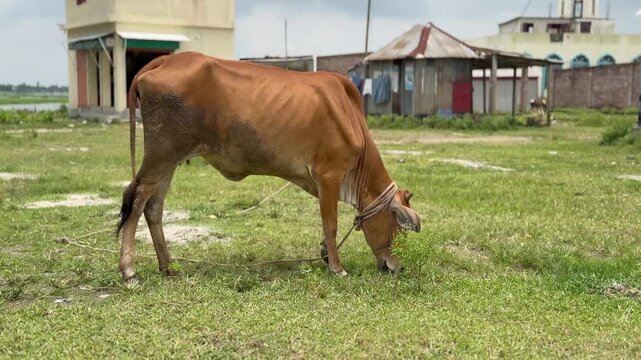 A red cow eats grass in a rural field in Bangladesh.